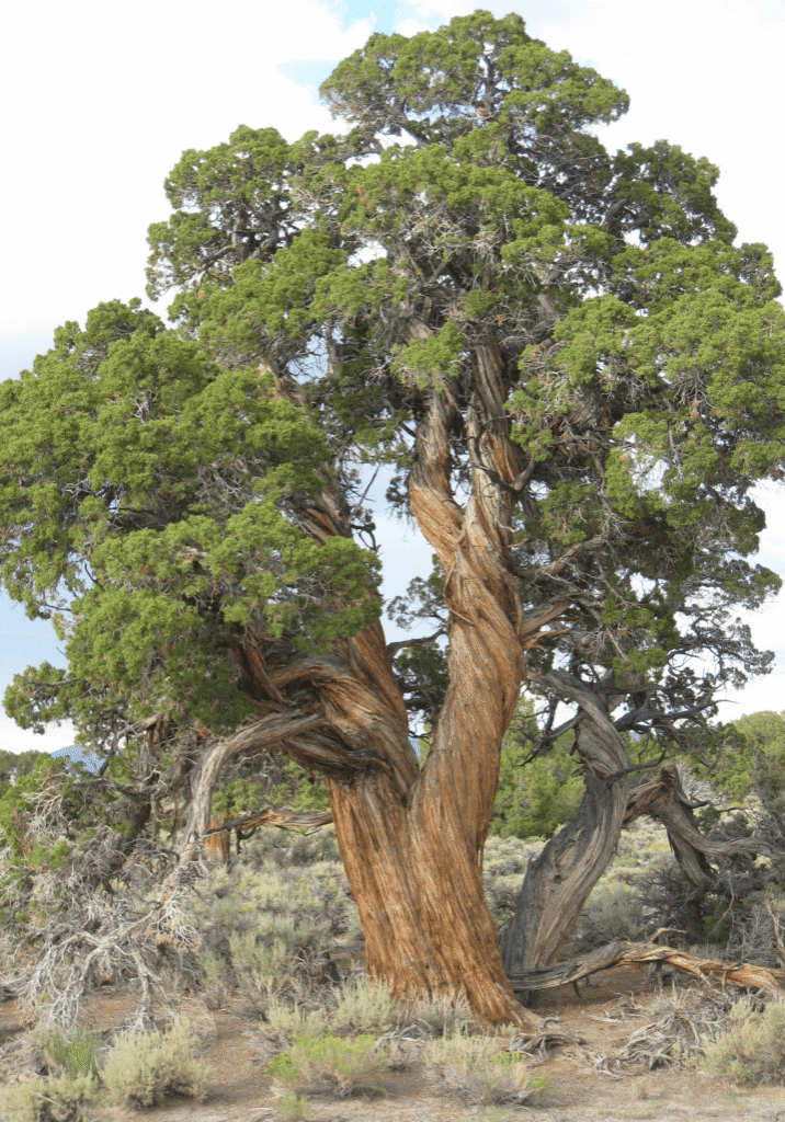 Utah juniper with rounded canopies with split trunks and twisted bark.