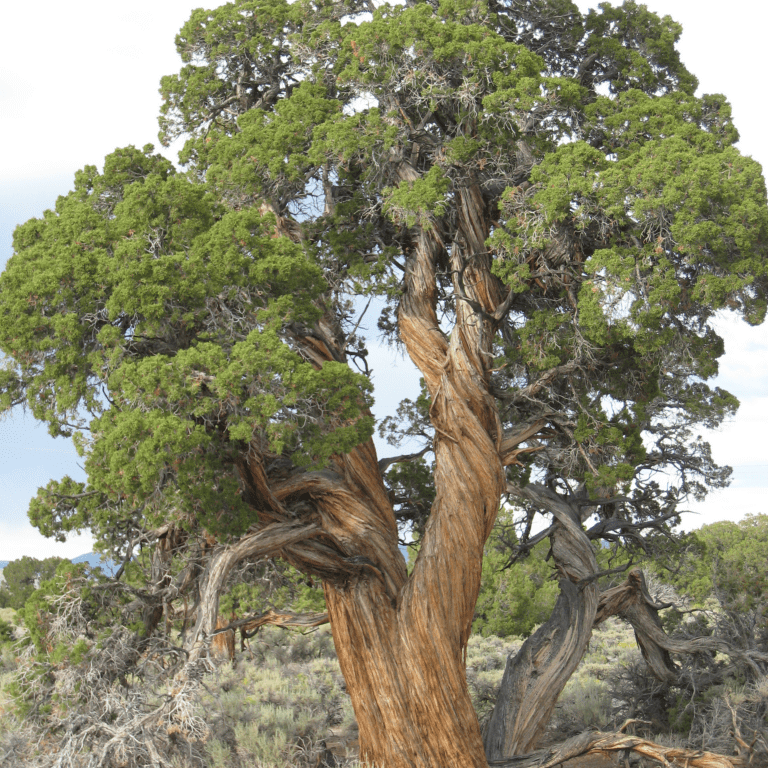 Utah juniper with rounded canopies with split trunks and twisted bark.