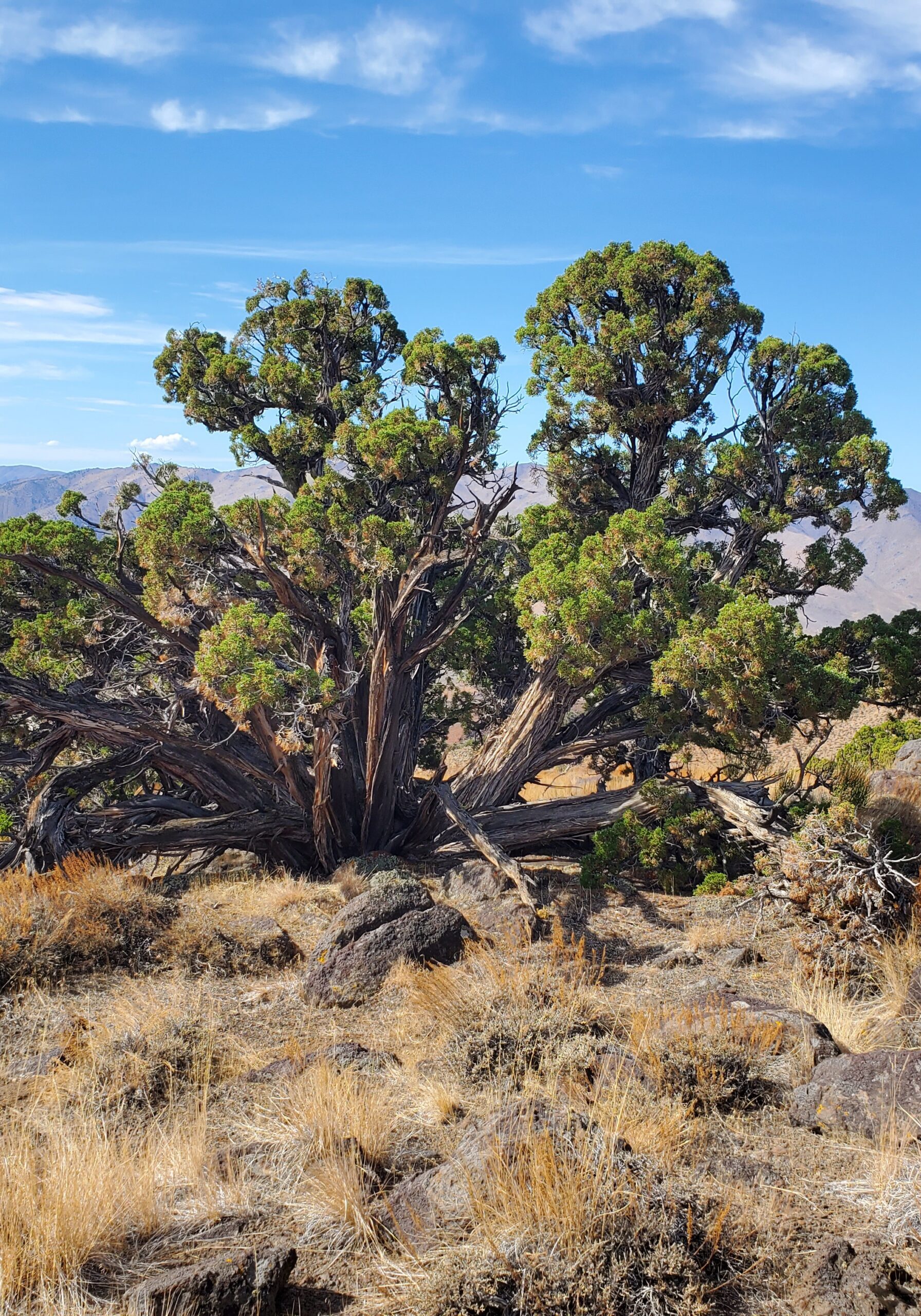 Utah juniper with rounded canopies with split trunks and twisted bark.