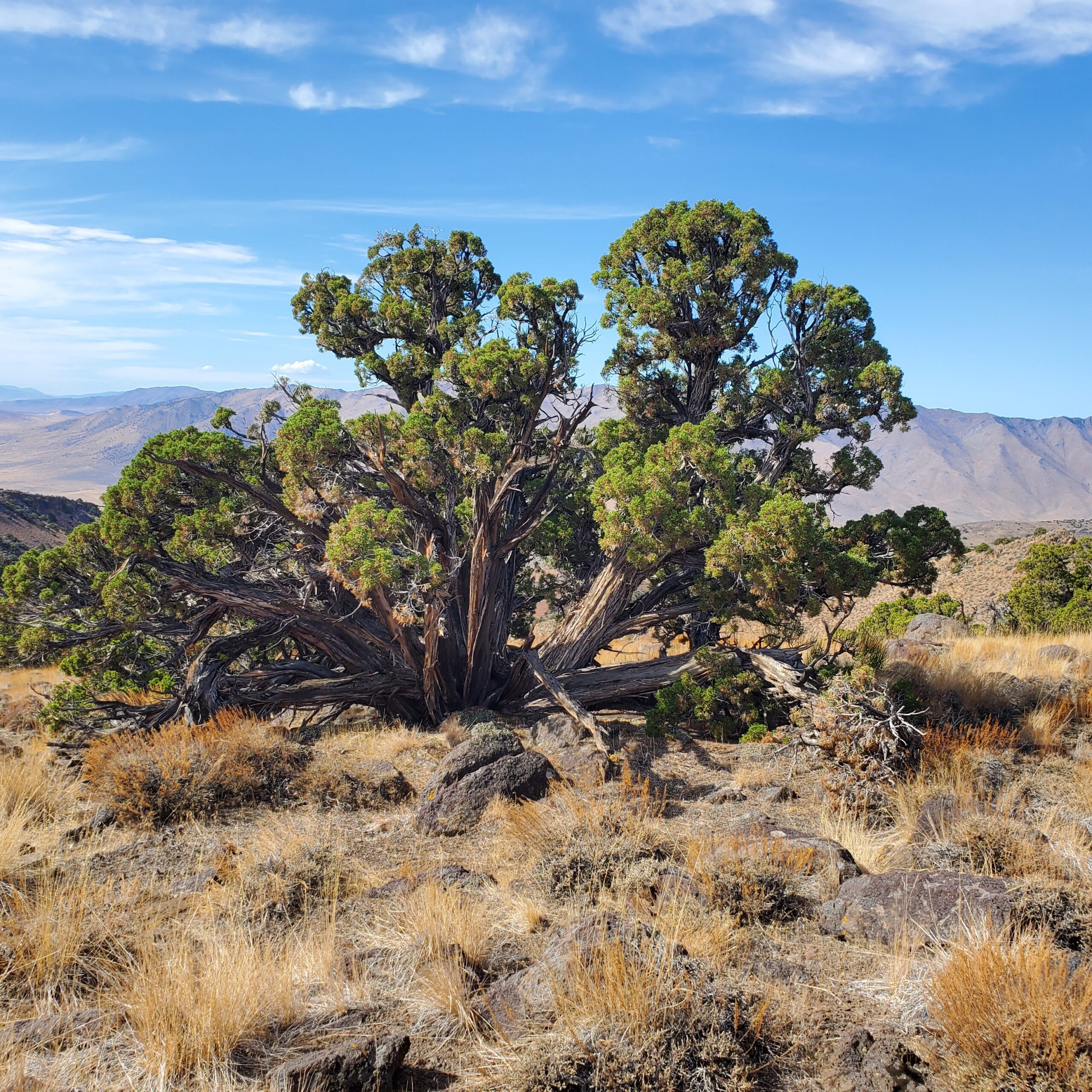 Utah juniper with rounded canopies with split trunks and twisted bark.
