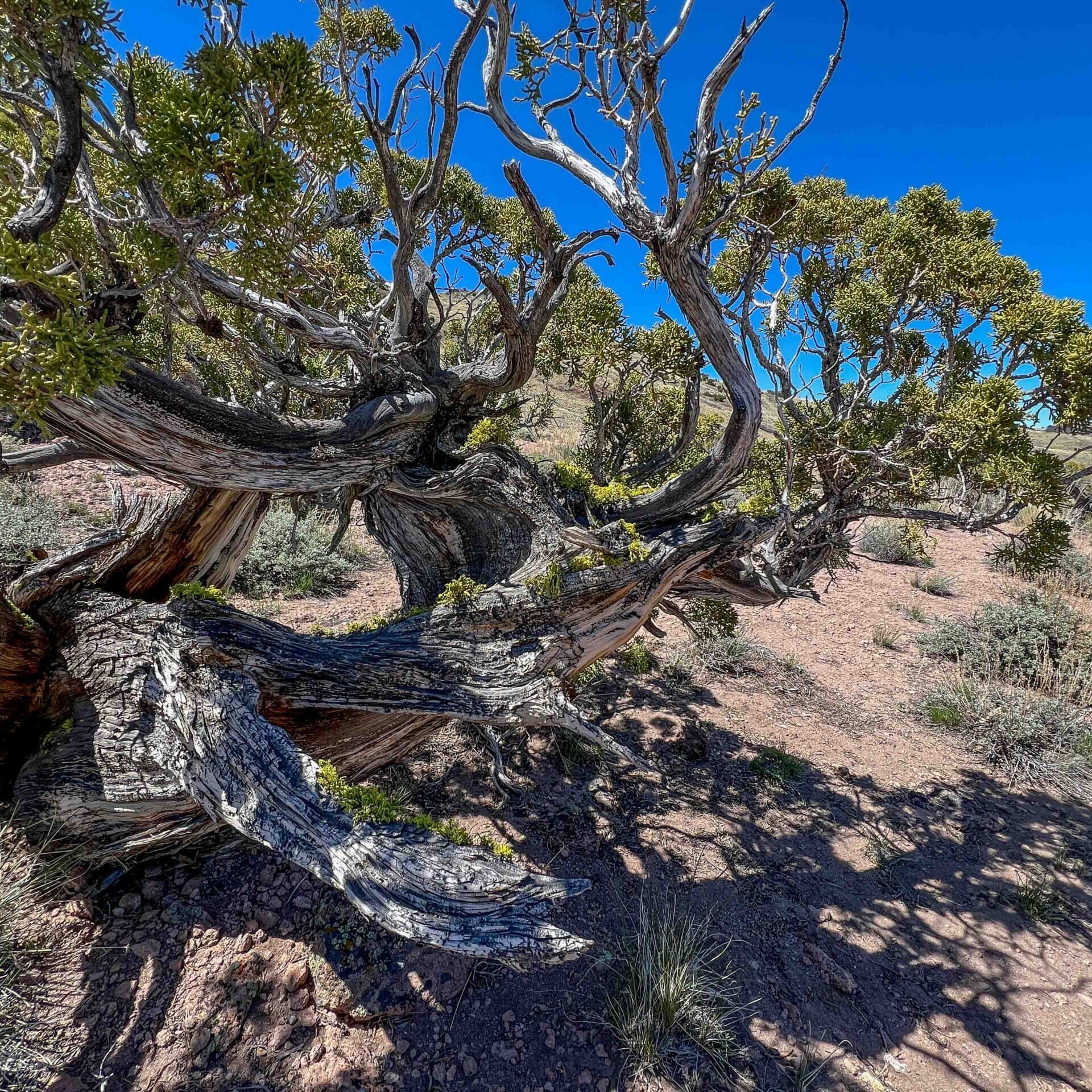 Lichen on juniper on old-growth juniper bark