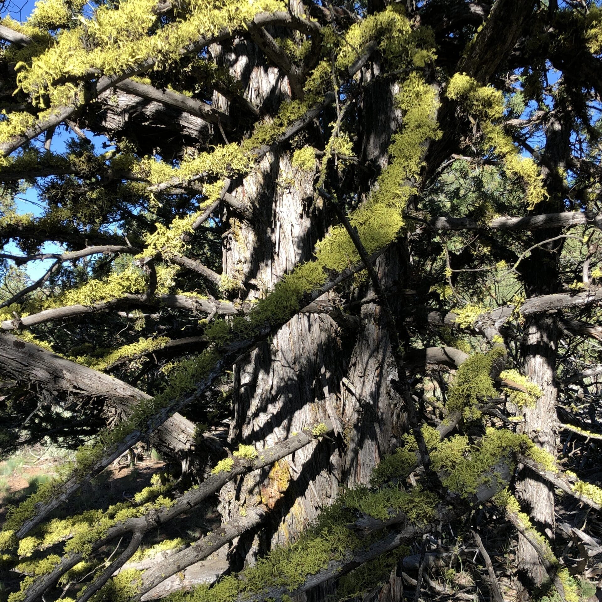 Lichen on juniper on old-growth juniper bark