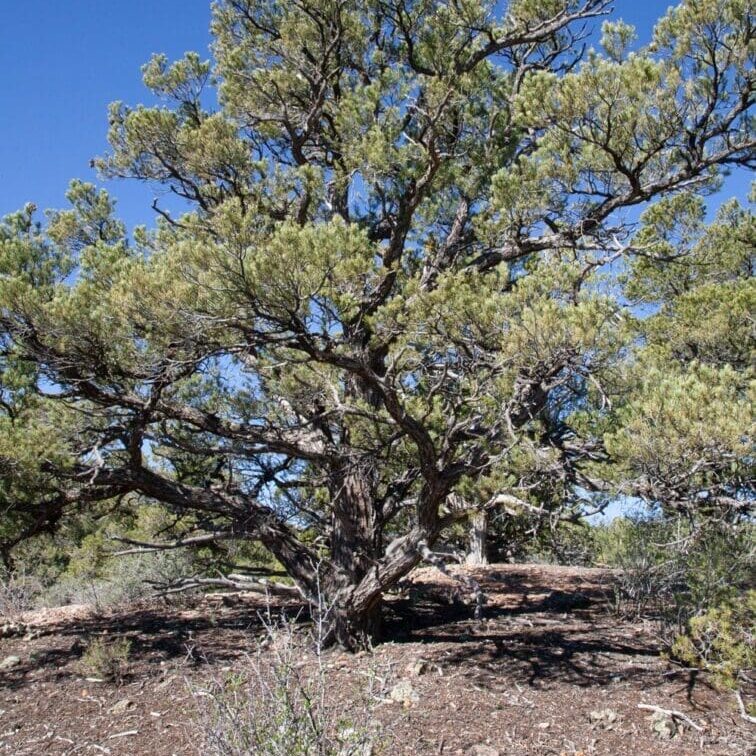 Singleleaf pinyon with large rounded crown