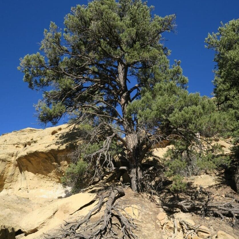 Twoneedle pinyon with exposed roots
