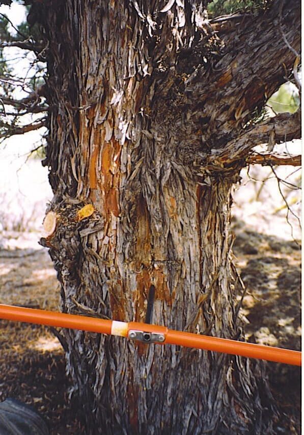 Western juniper bark that is shreddy and a grey color