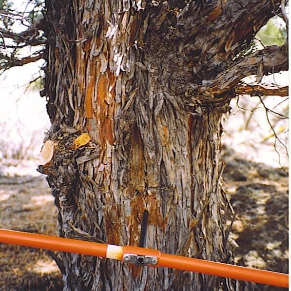Western juniper bark that is shreddy and a grey color