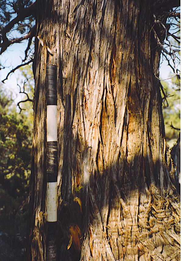 Western juniper with shreddy bark