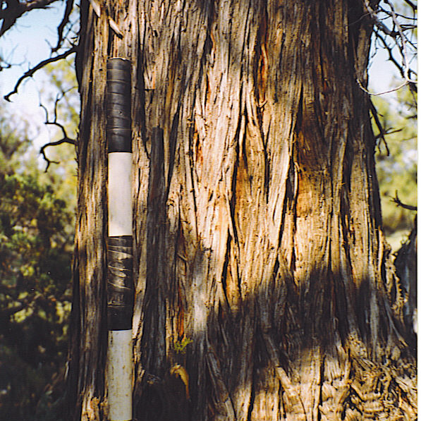 Western juniper with shreddy bark