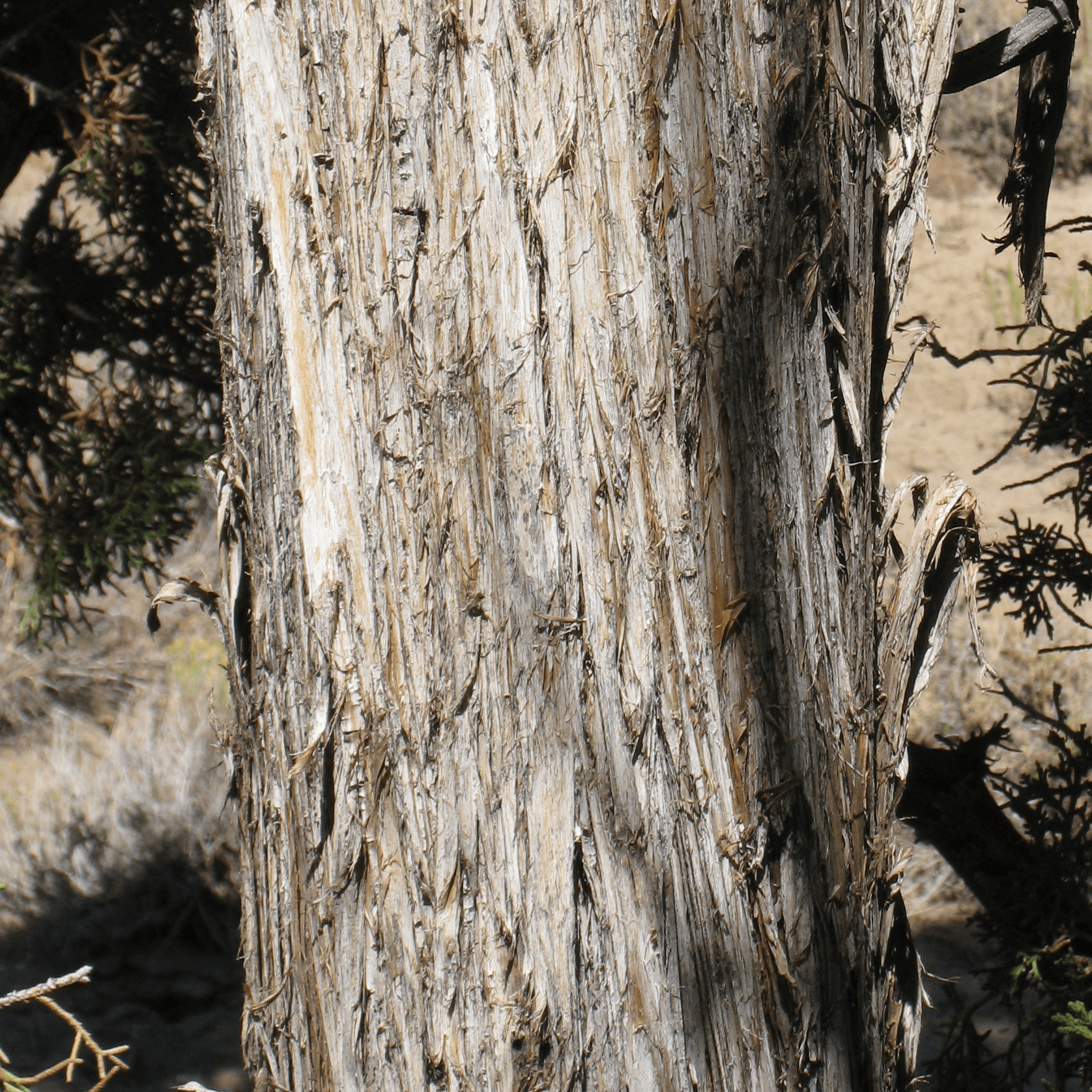 Bark on Utah juniper that is flaky