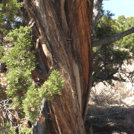 Utah juniper bark with shreddy bark and heartwood exposed