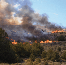 Fire in piyon-juniper