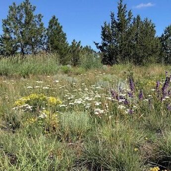 Restored site in OR