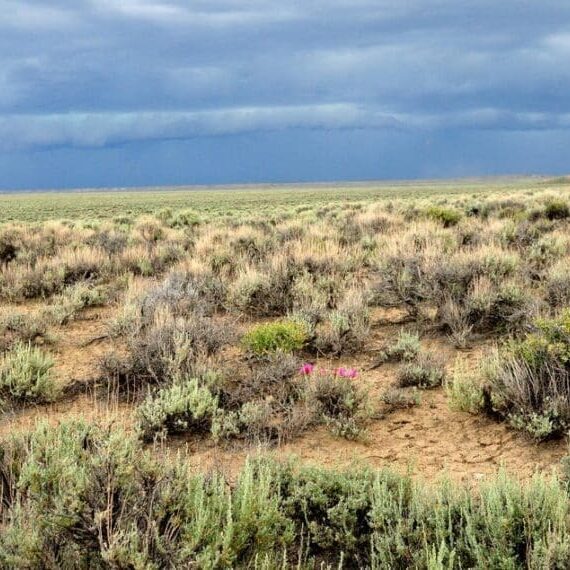 Sagebrush landscape with wildflowers and lightning