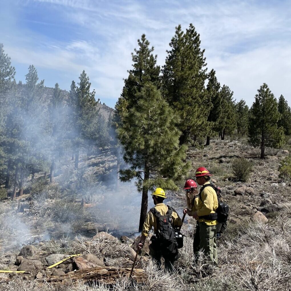 Fire practitioners conducting a prescribed burn at White's Creek.
