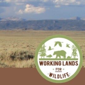 Working Lands for Wildlife logo